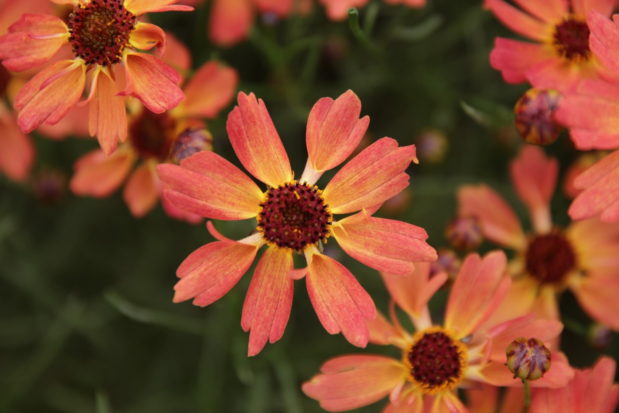 Coreopsis rosea-Orange Ribbon_01.jpeg