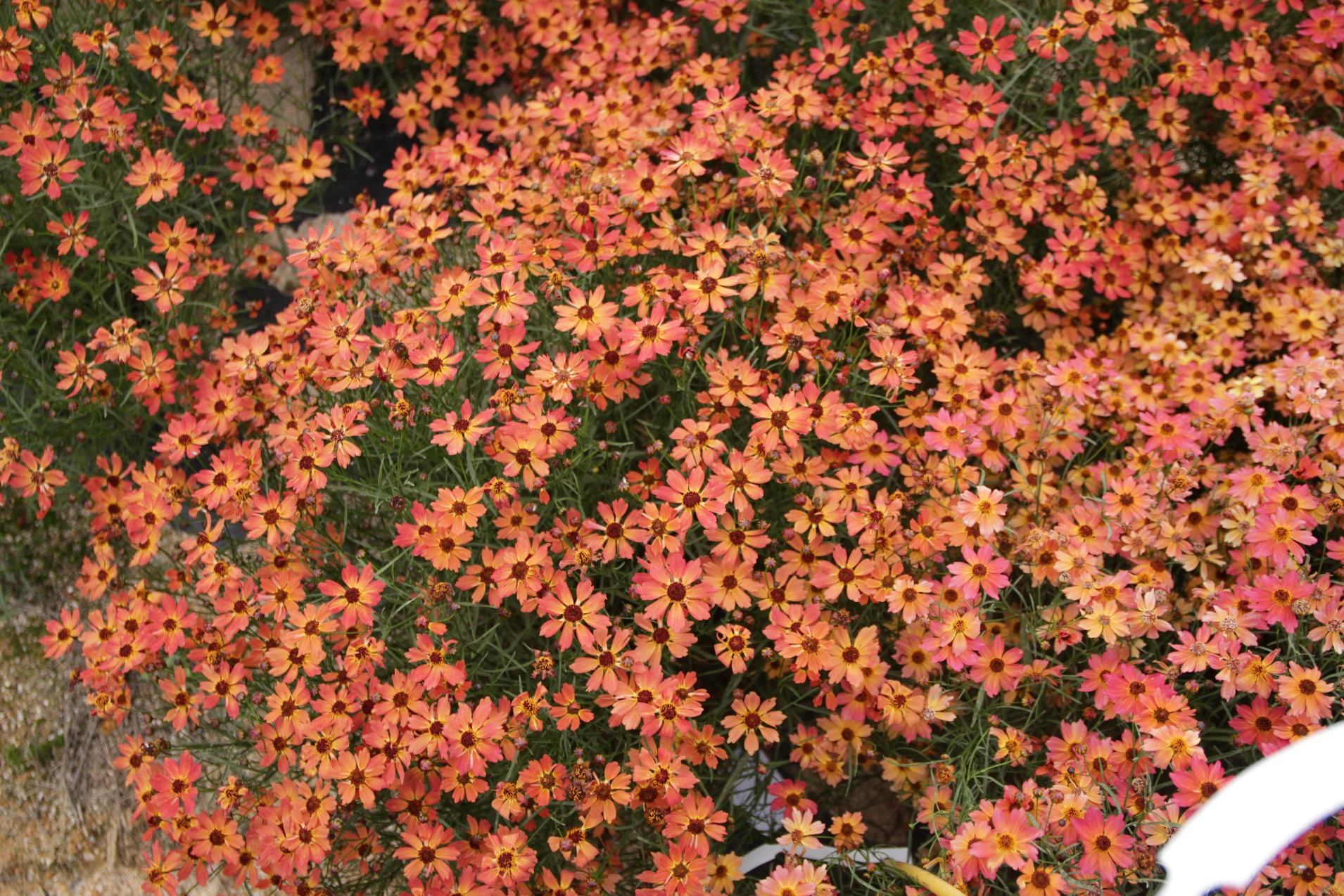 Coreopsis rosea-Orange Ribbon_02.jpeg