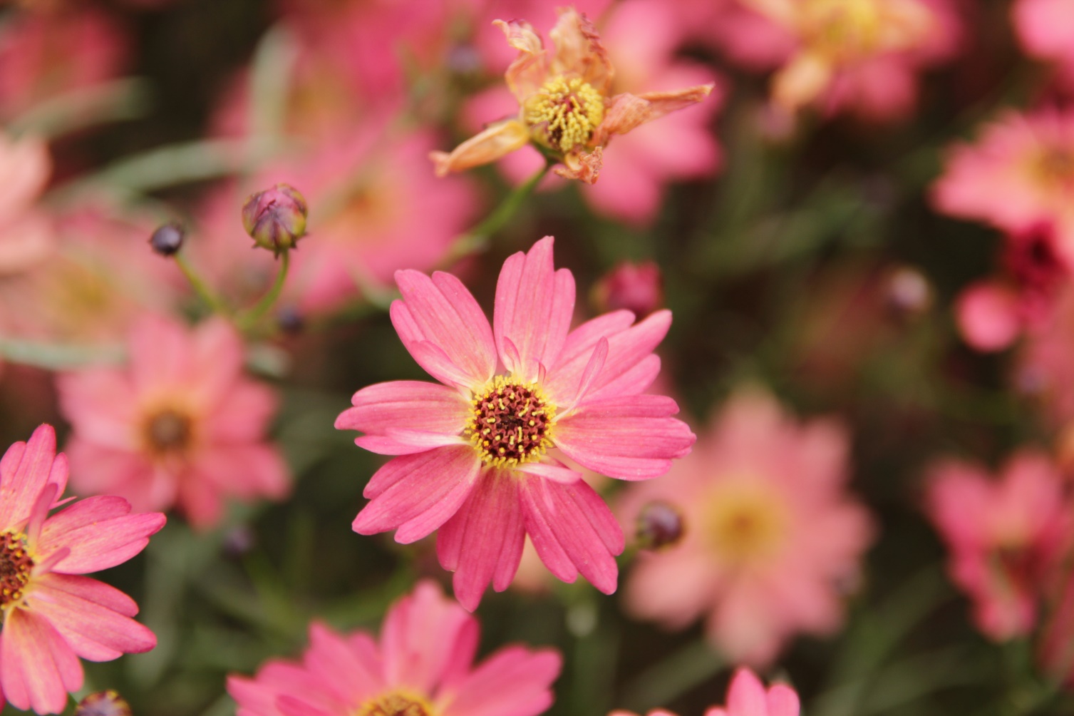 Coreopsis rosea-Green Smile Apricot_01.jpeg