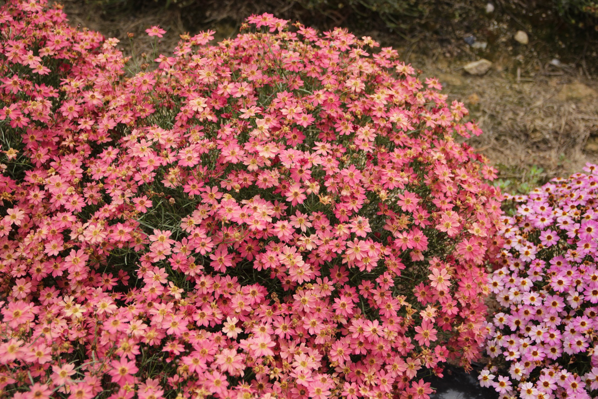 Coreopsis rosea-Green Smile Apricot_02.jpeg