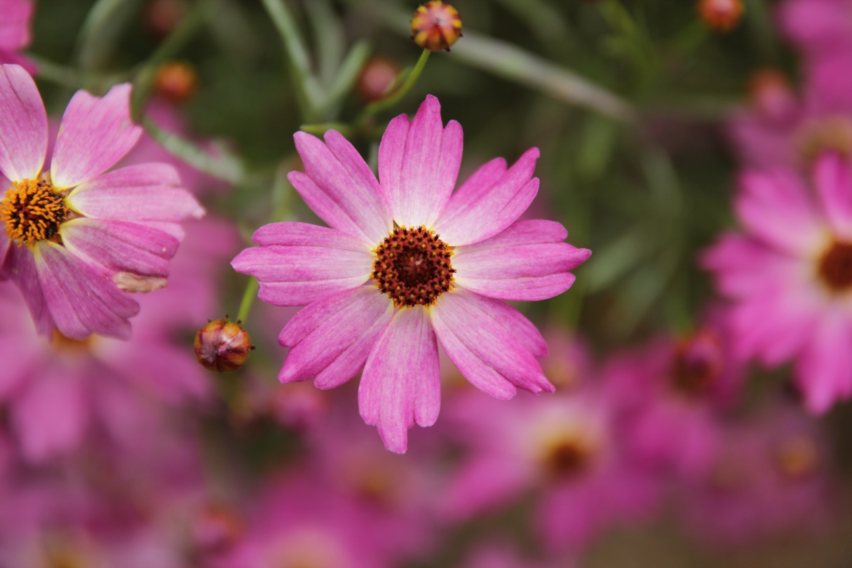 Coreopsis rosea-Shiny Pink_01.jpeg