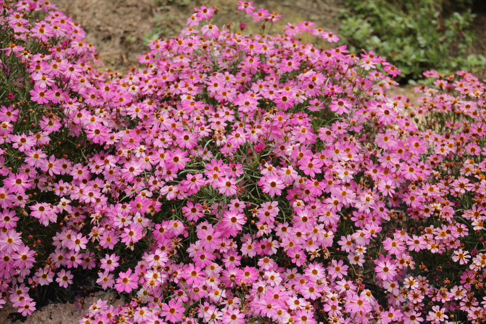 Coreopsis rosea-Shiny Pink_02.jpeg