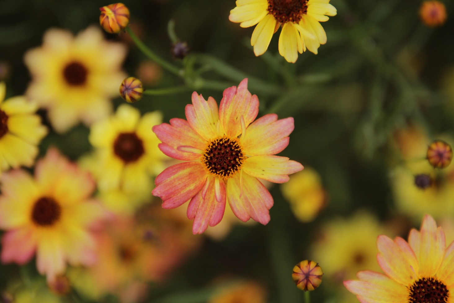 Coreopsis rosea-Lemon Candy_01.jpeg