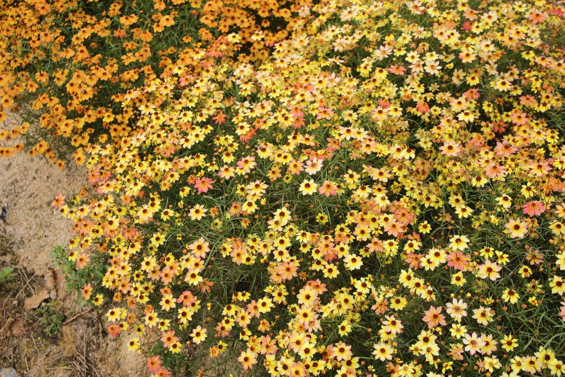 Coreopsis rosea-Lemon Candy_02.jpeg