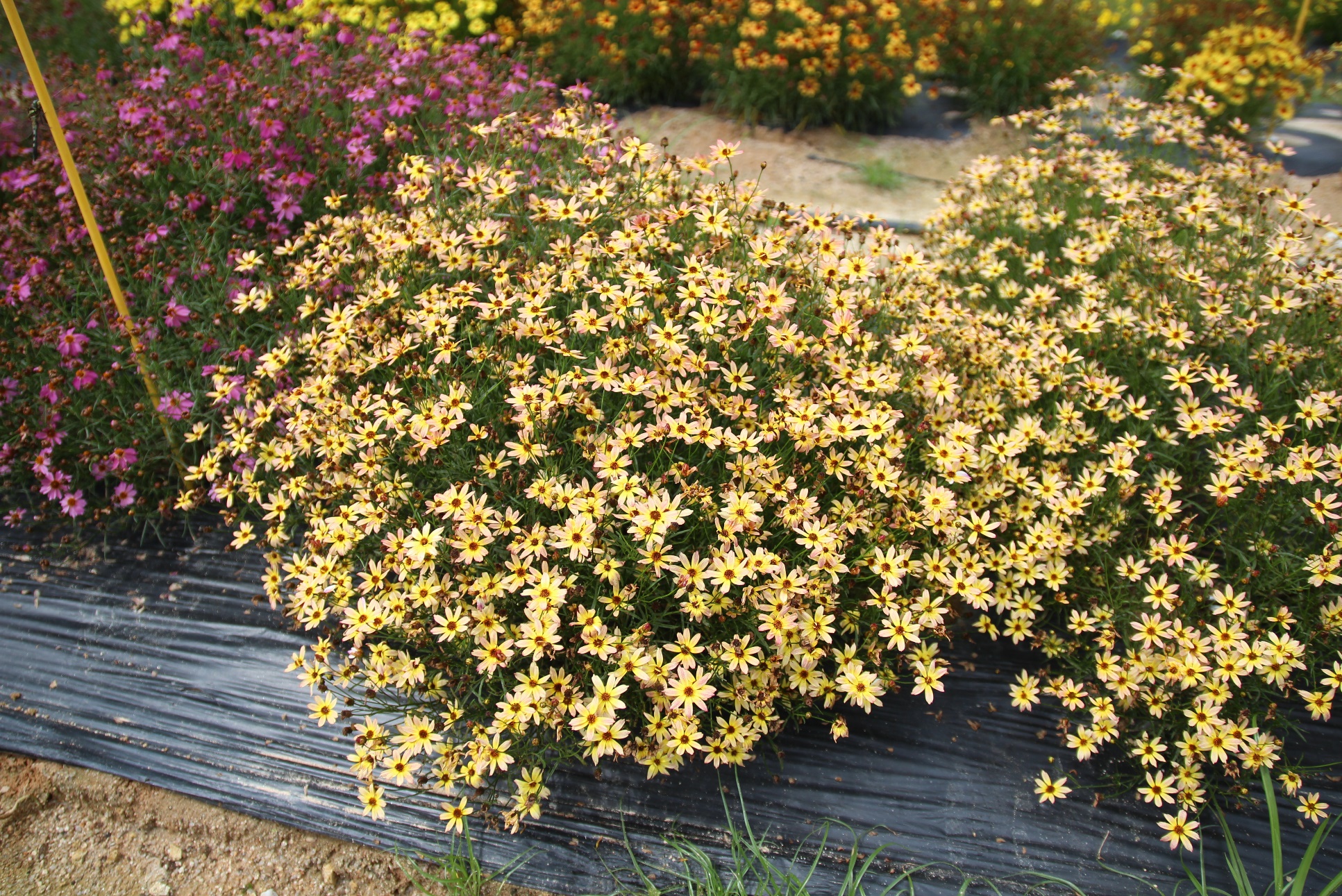 Coreopsis rosea-Yellow Pin_02.jpeg