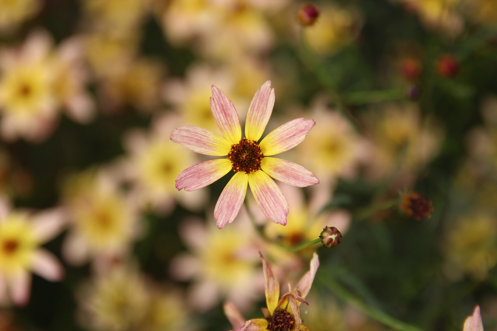 Coreopsis rosea-Yellow Pin_01.jpeg