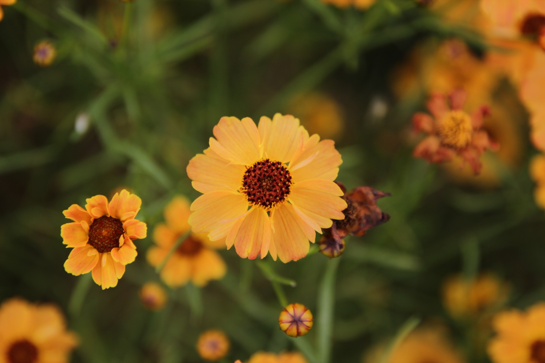 Coreopsis rosea-URIdream Yellow_01.jpeg