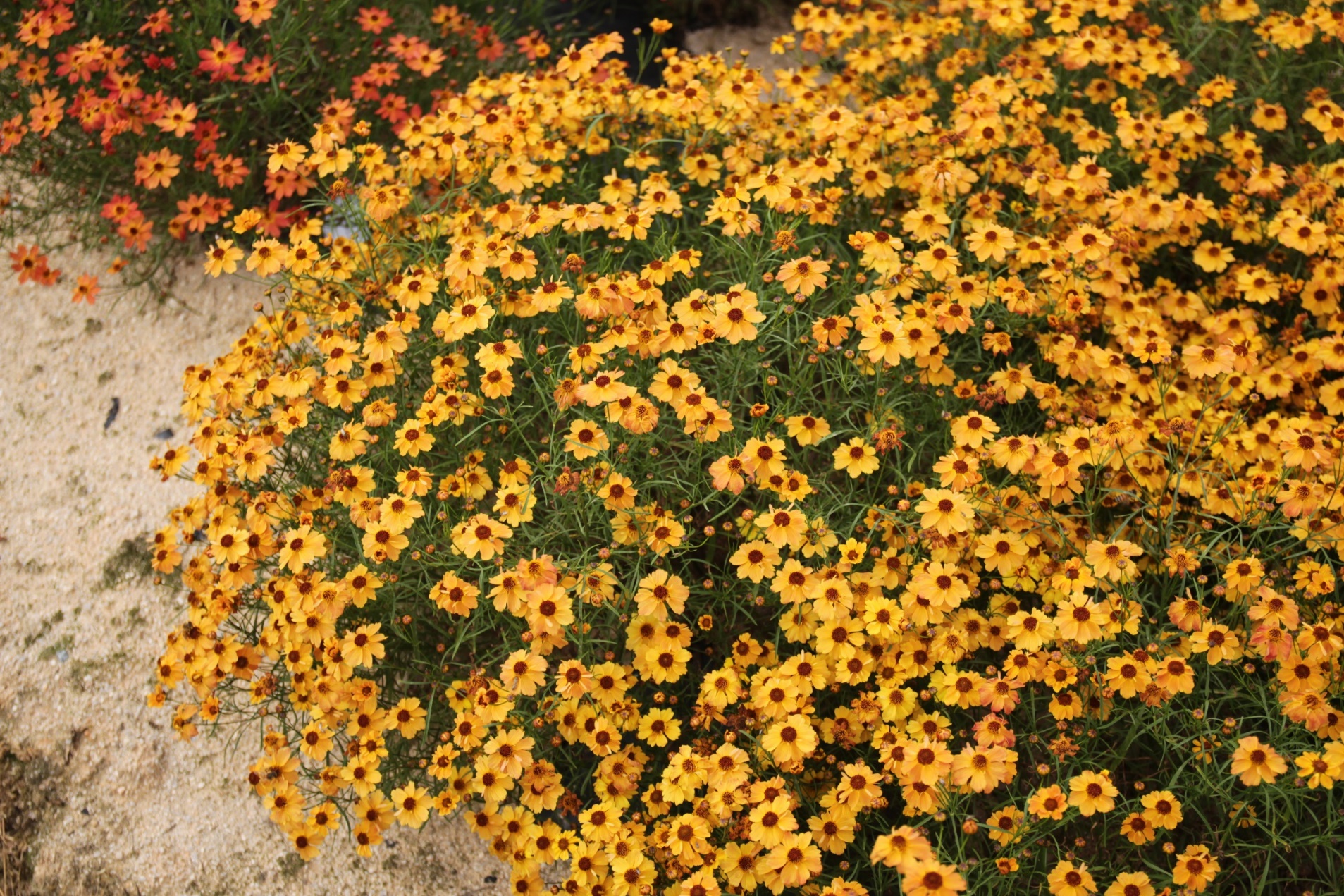 Coreopsis rosea-URIdream Yellow_02.jpeg