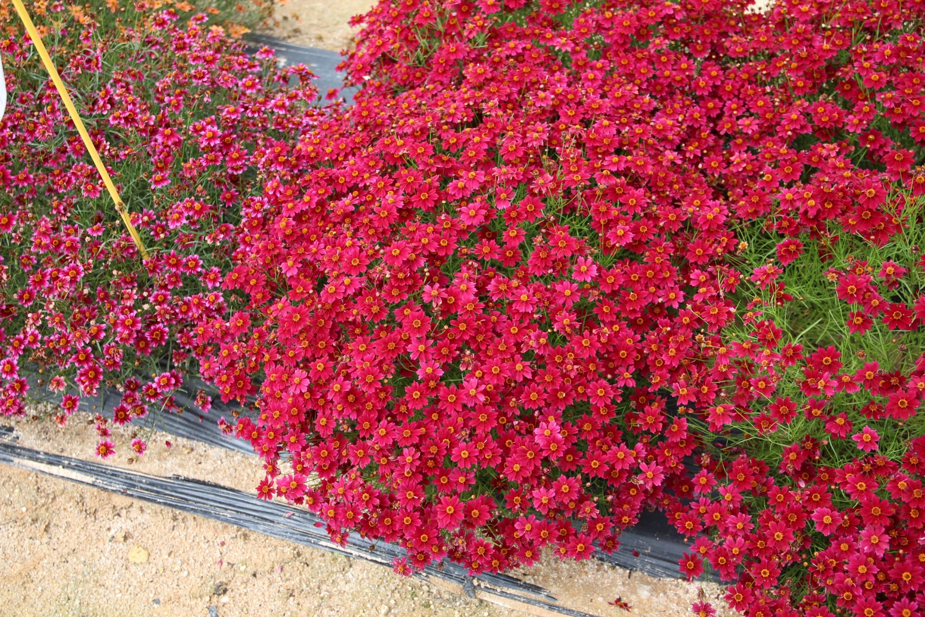 Coreopsis rosea-URIdream Red_02.jpeg