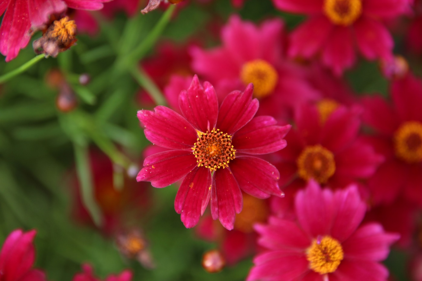 Coreopsis rosea-URIdream Red_01.jpeg