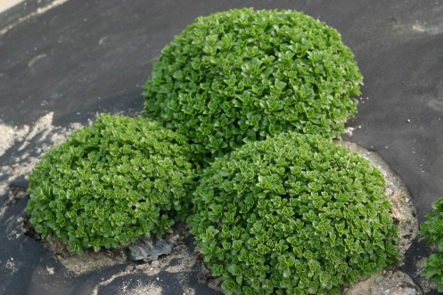 Sedum middendorffianum-Geumgang_04.jpeg