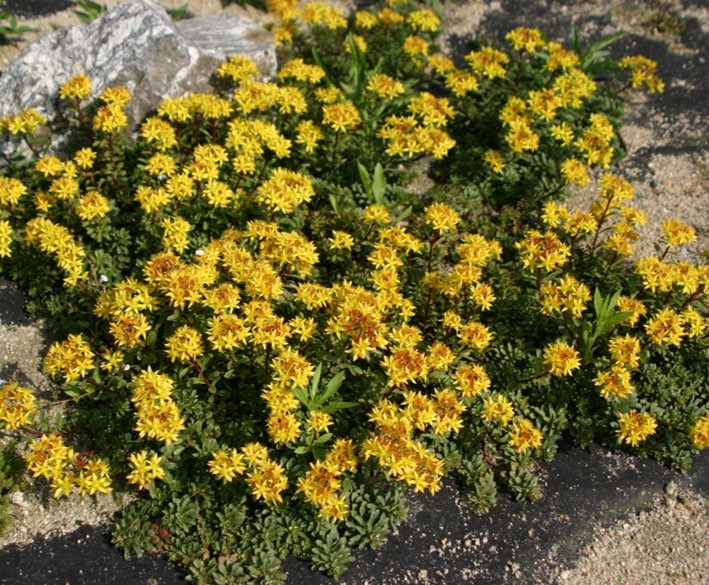 Sedum middendorffianum_Baekdoo_02.jpg