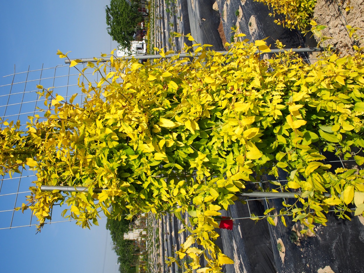 Lonicera japonica-Hwangryong_02.jpeg