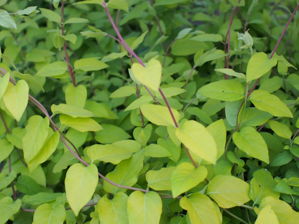 Lonicera japonica-Hwangryong_03.jpeg