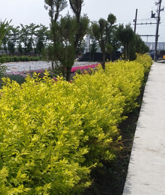 Spiraea prunifolia-Golden Bar_02.jpg