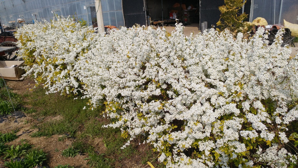 Spiraea prunifolia-Golden Bar_03.jpeg