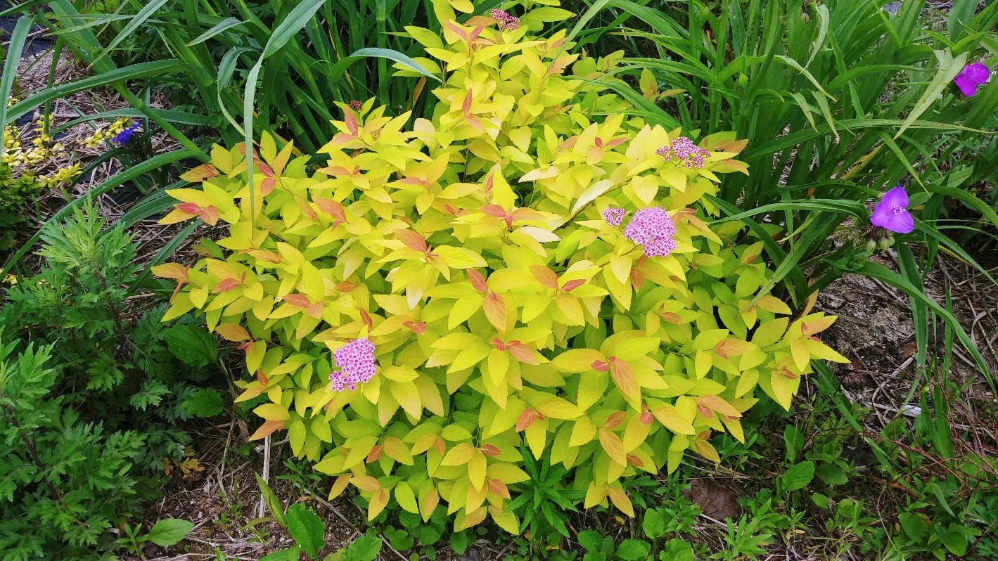 Spiraea japonica-Cherry Lips_02.jpeg