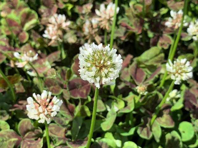 Trifolium repens-Chocolate Lucky_04.jpeg