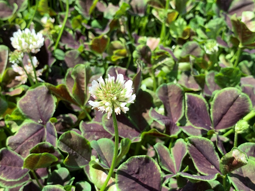 Trifolium repens-Chocolate Happy_04.jpeg