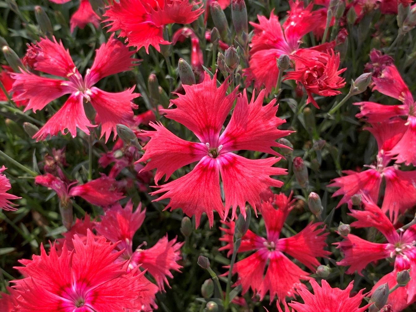 Dianthus-#04_01.jpeg