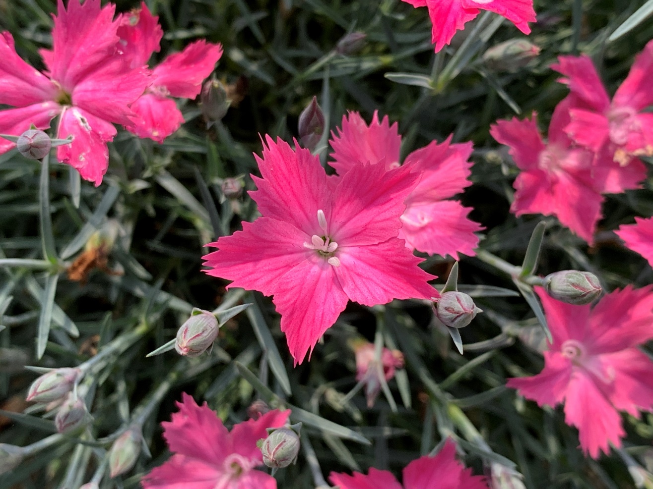 Dianthus-#03_01.jpeg