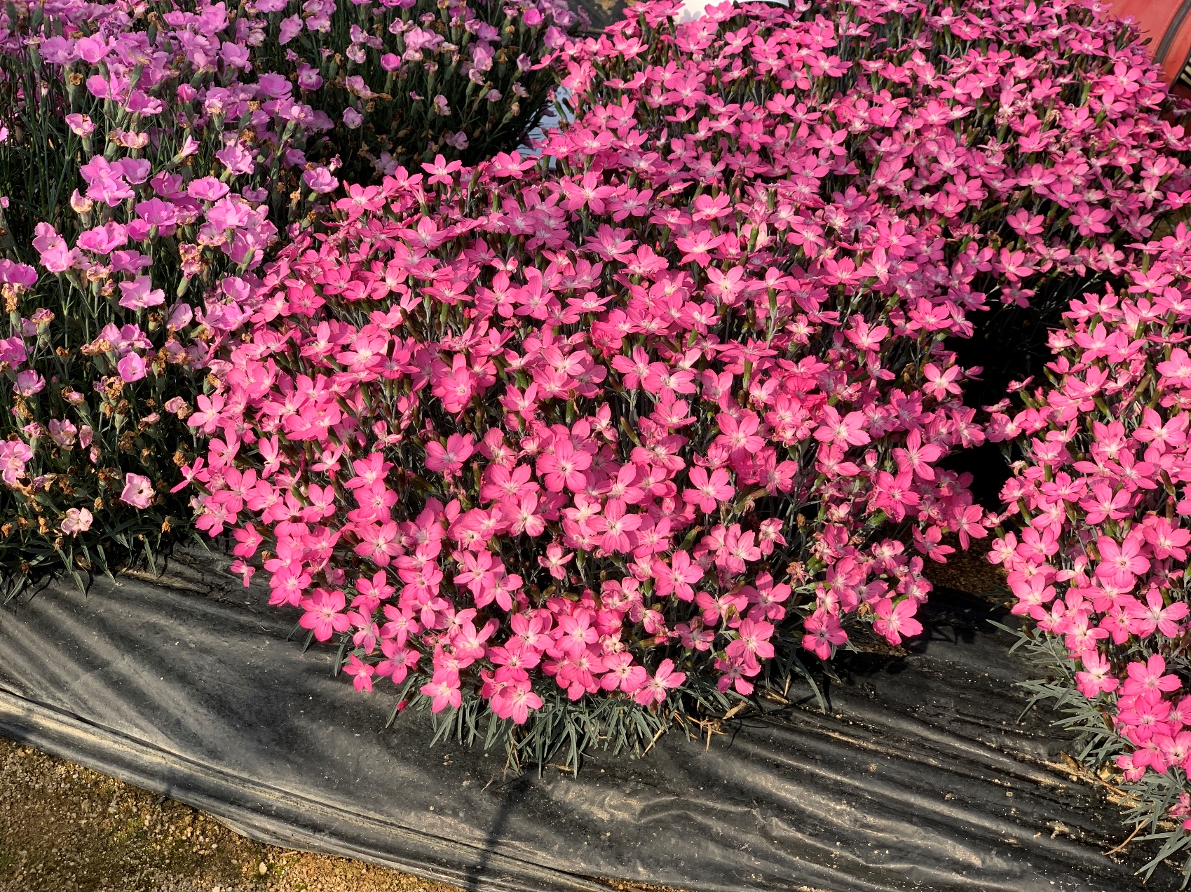 Dianthus-#02_02.jpeg