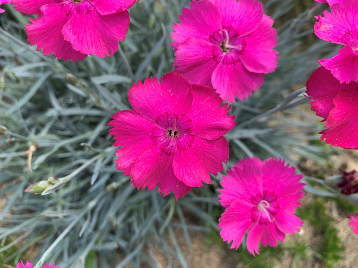 Dianthus-Kiss Me_01.jpeg