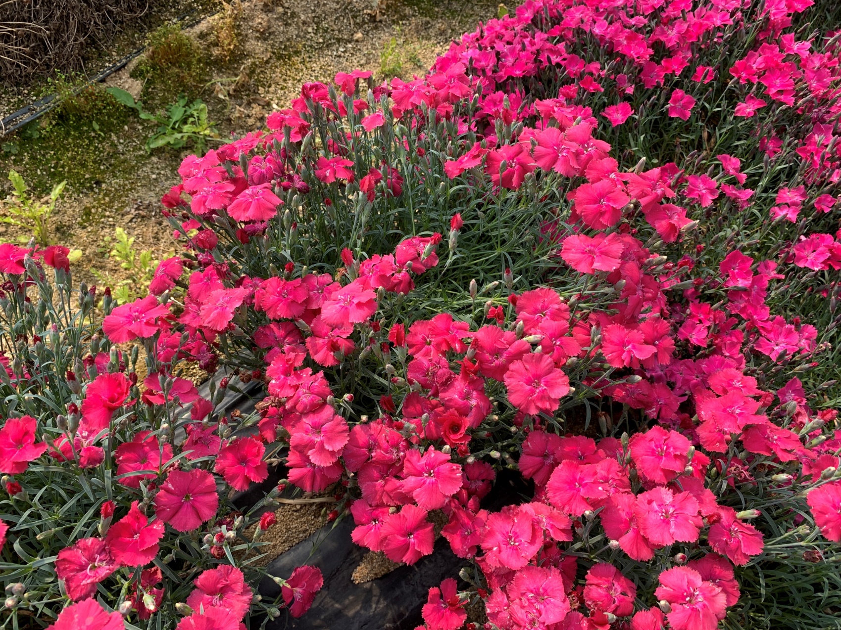 Dianthus-Gianturi_02.jpeg