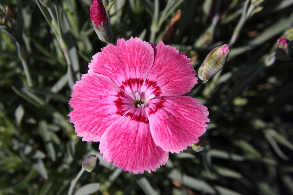 Dianthus-Big Eyes_01.jpeg