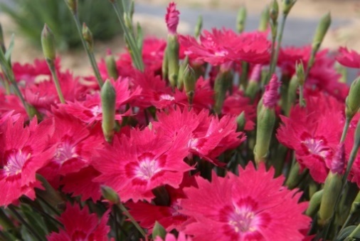 Dianthus-Rabbit Eye_04.jpeg