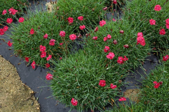 Dianthus-Rabbit Eye_03.jpeg