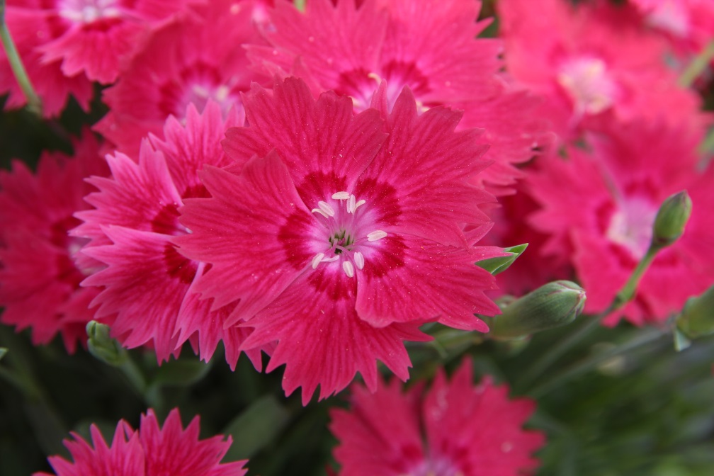 Dianthus-Rabbit Eye_01.jpeg