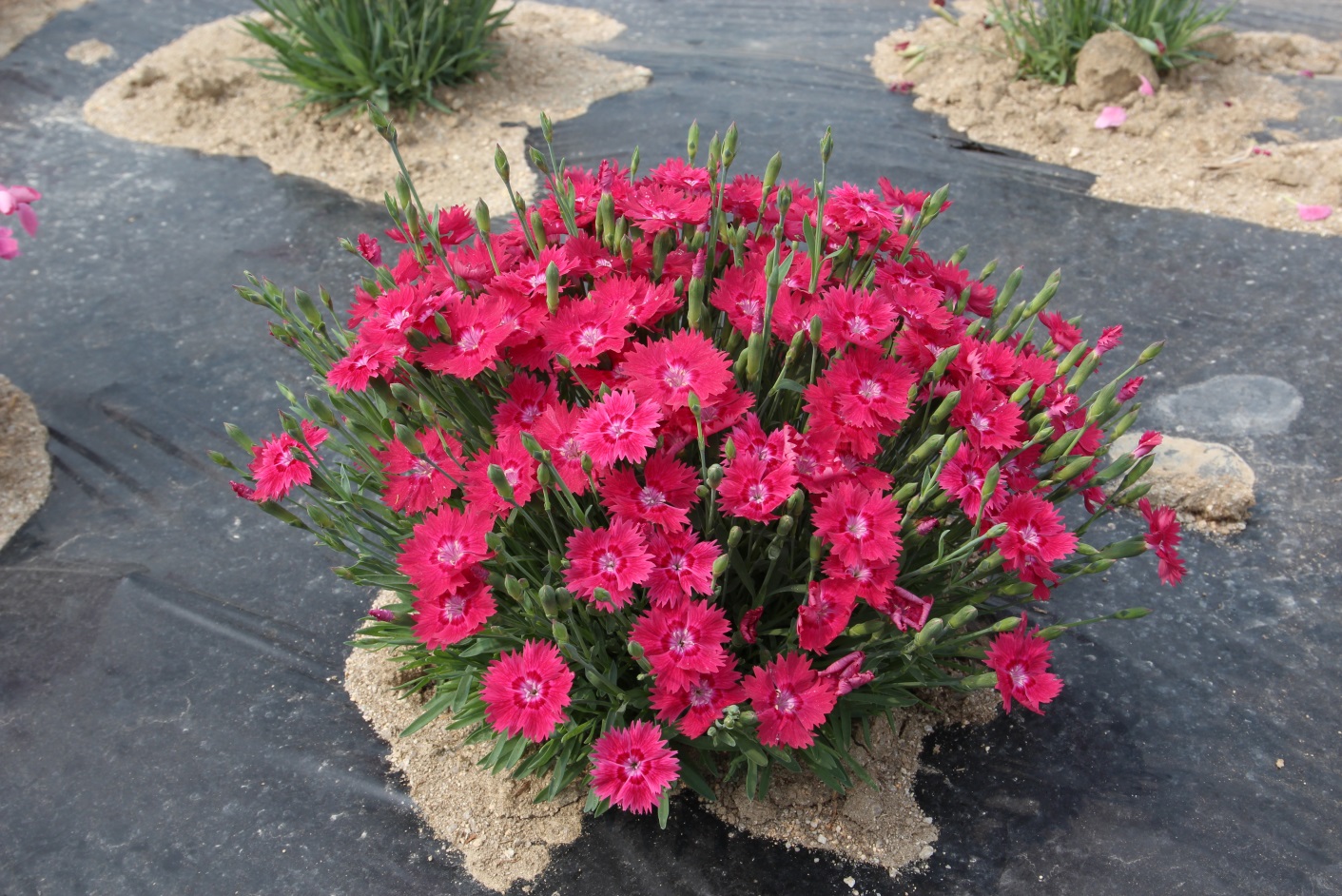 Dianthus-Rabbit Eye_02.jpeg