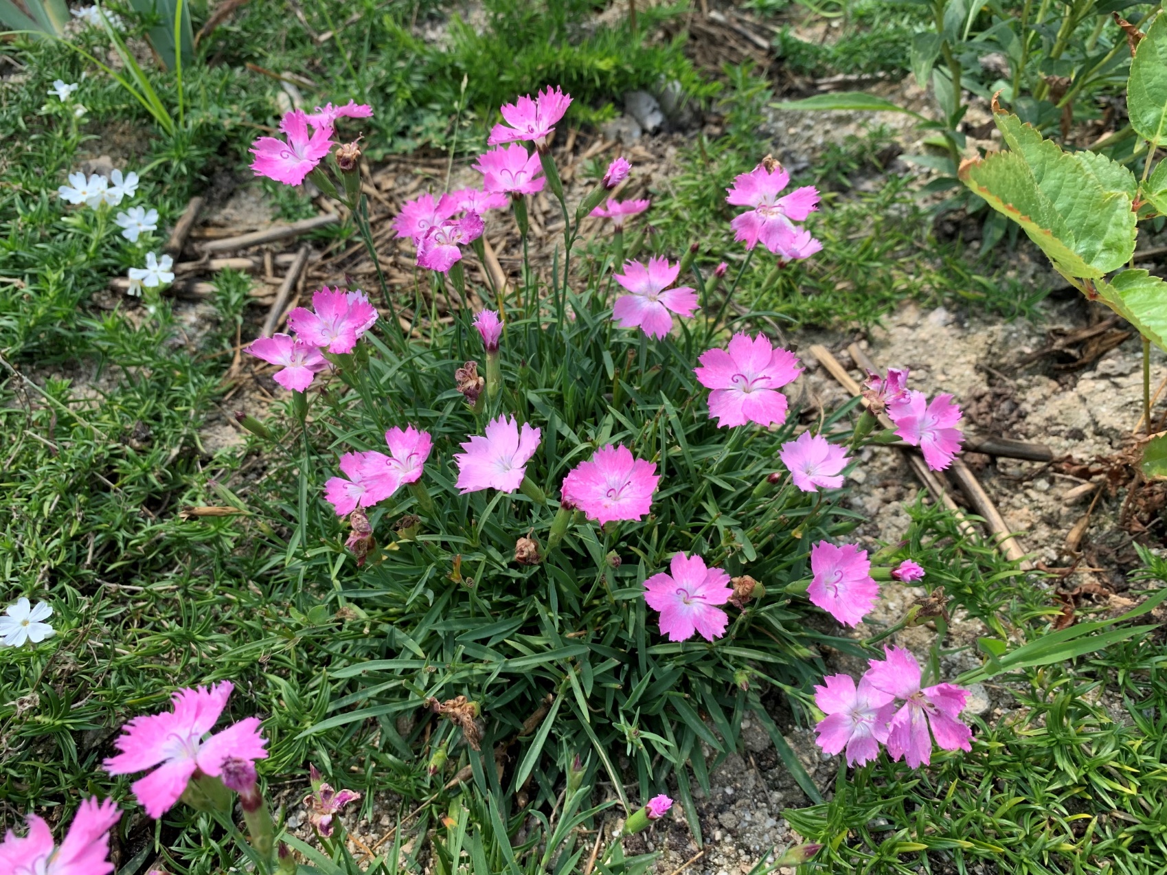 Dianthus-Sol_02.jpeg