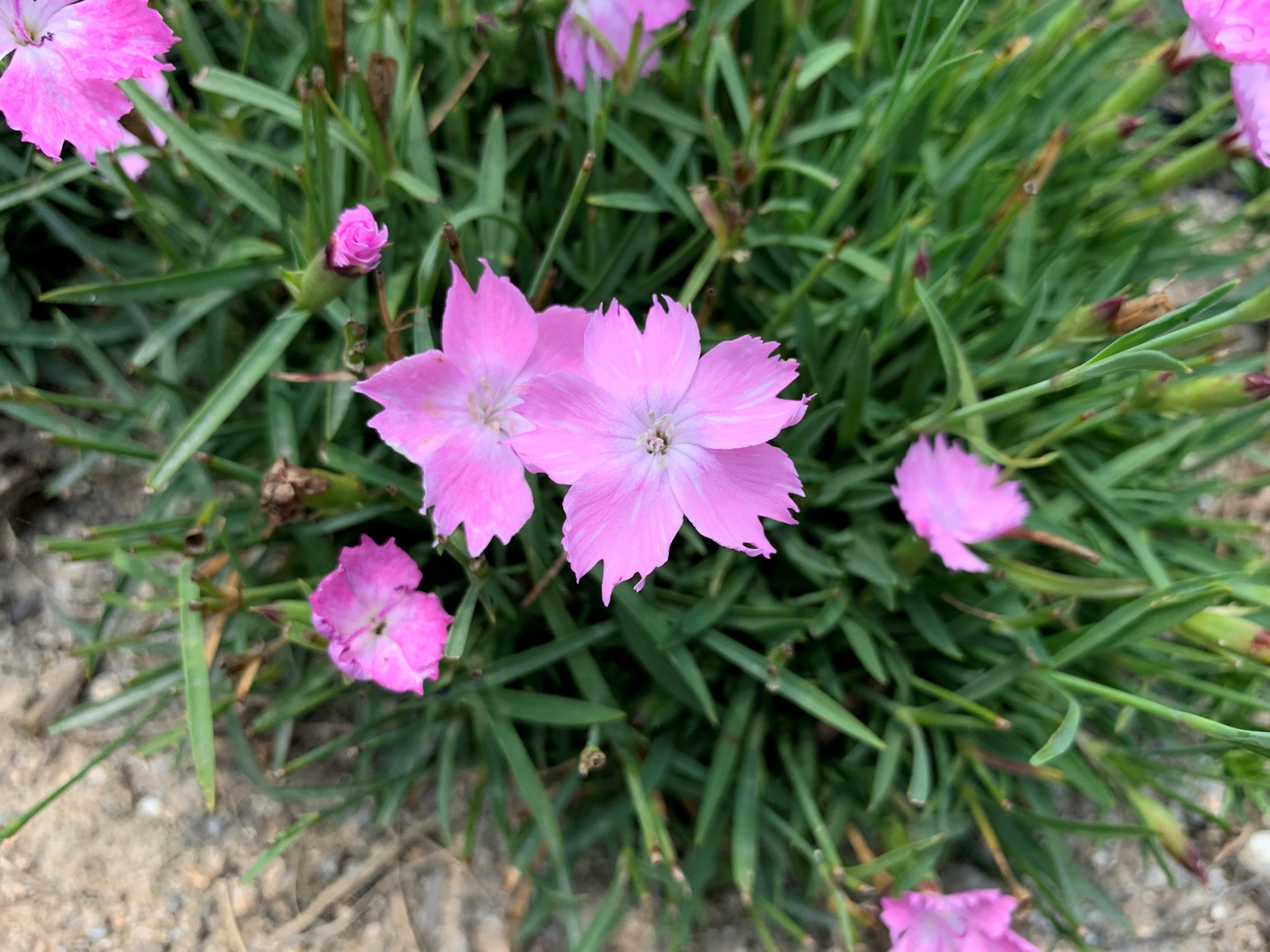 Dianthus-Sol_01.jpeg