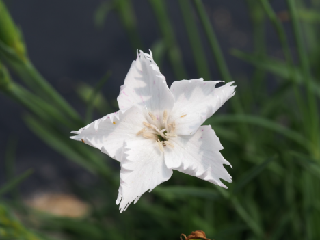 Dianthus-White Star_01.png