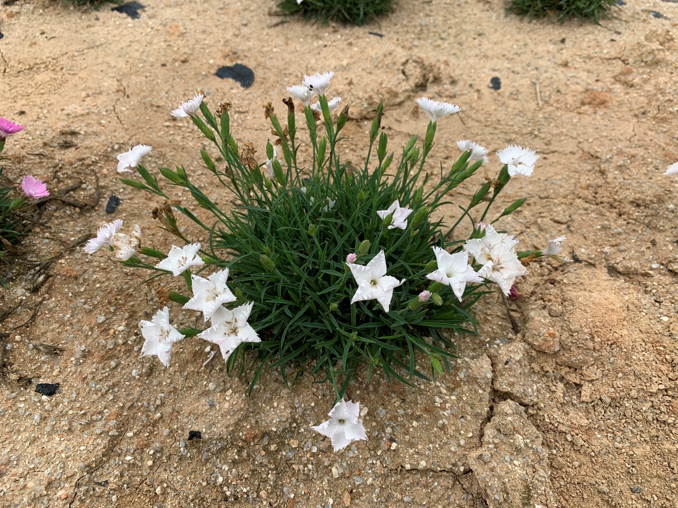 Dianthus-White Star_02.jpeg