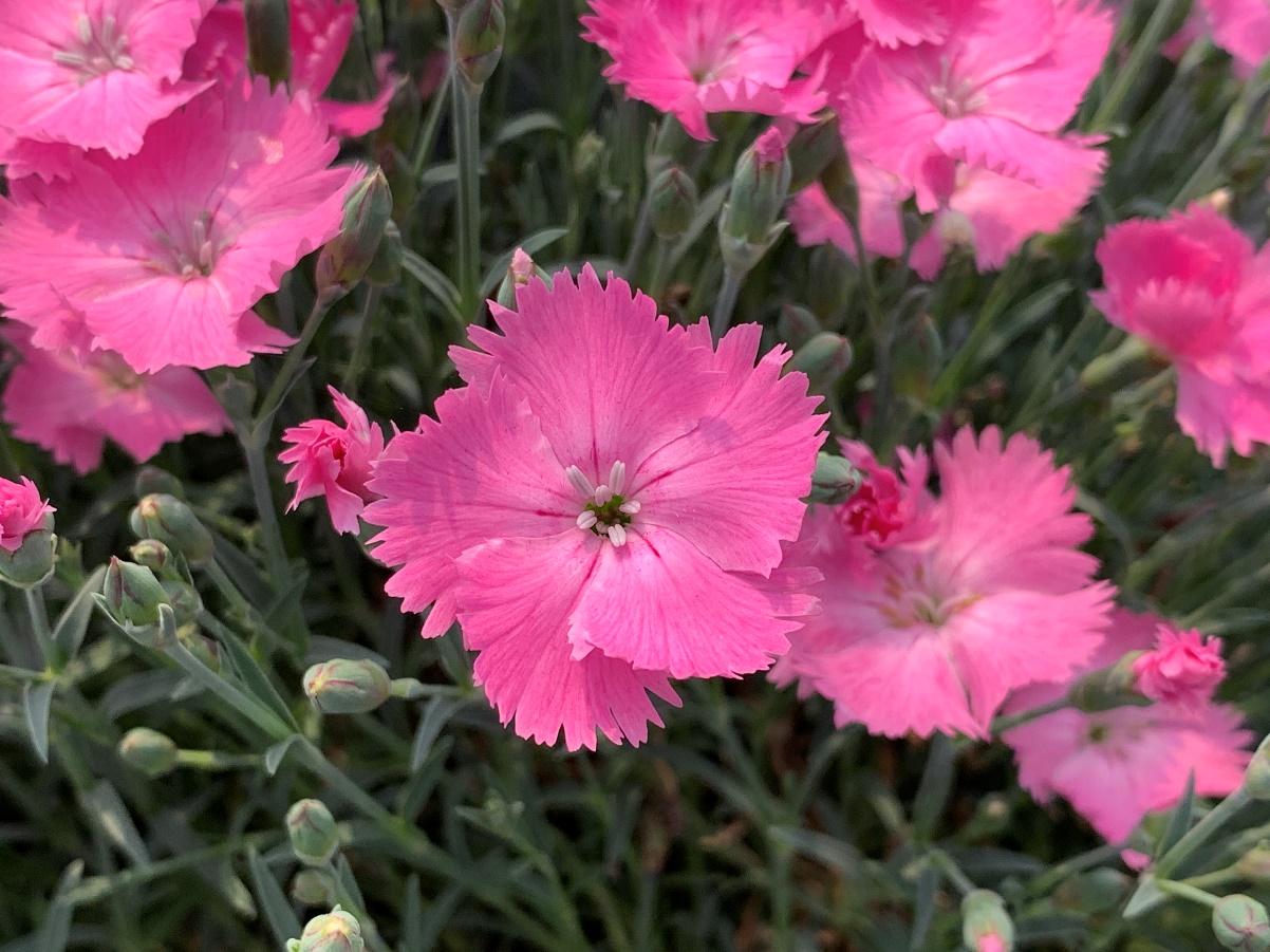 Dianthus-Evergreen Grass Pink_01.jpeg