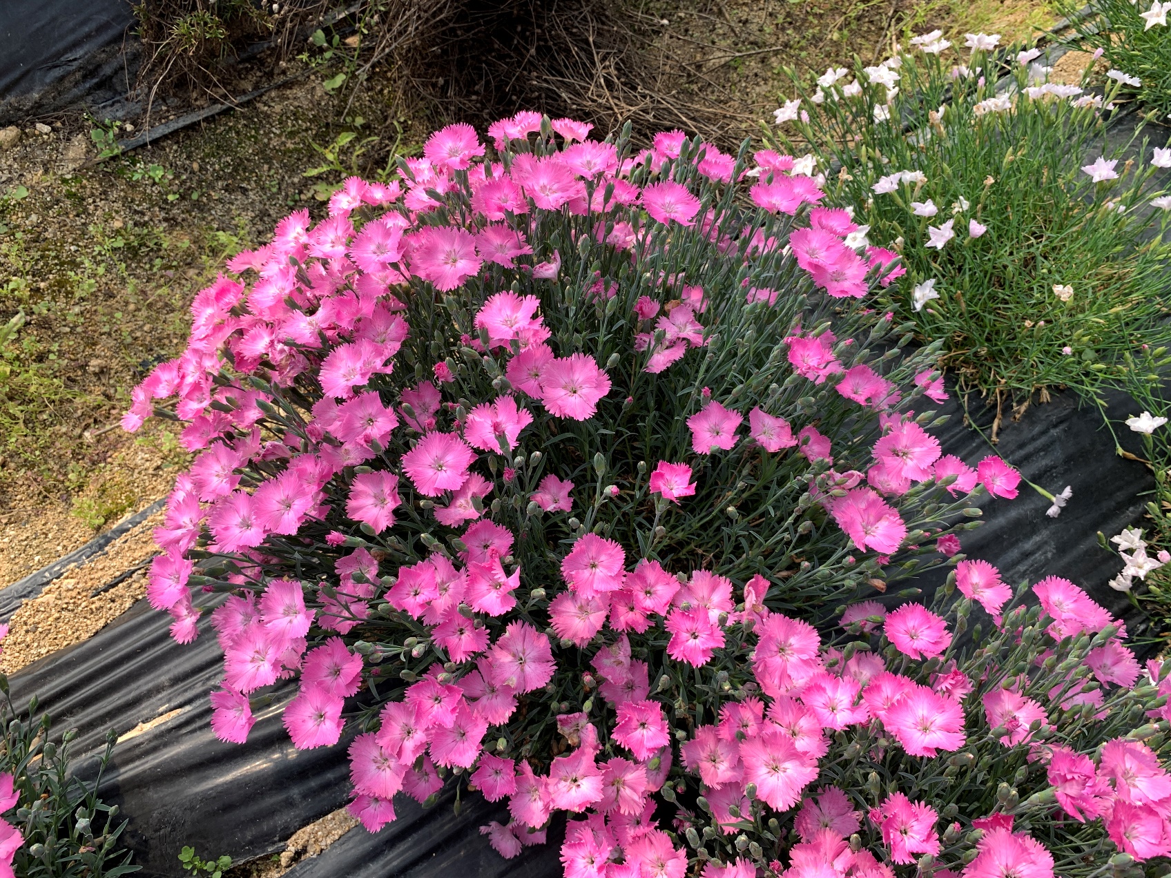 Dianthus-Evergreen Grass Pink_02.jpeg