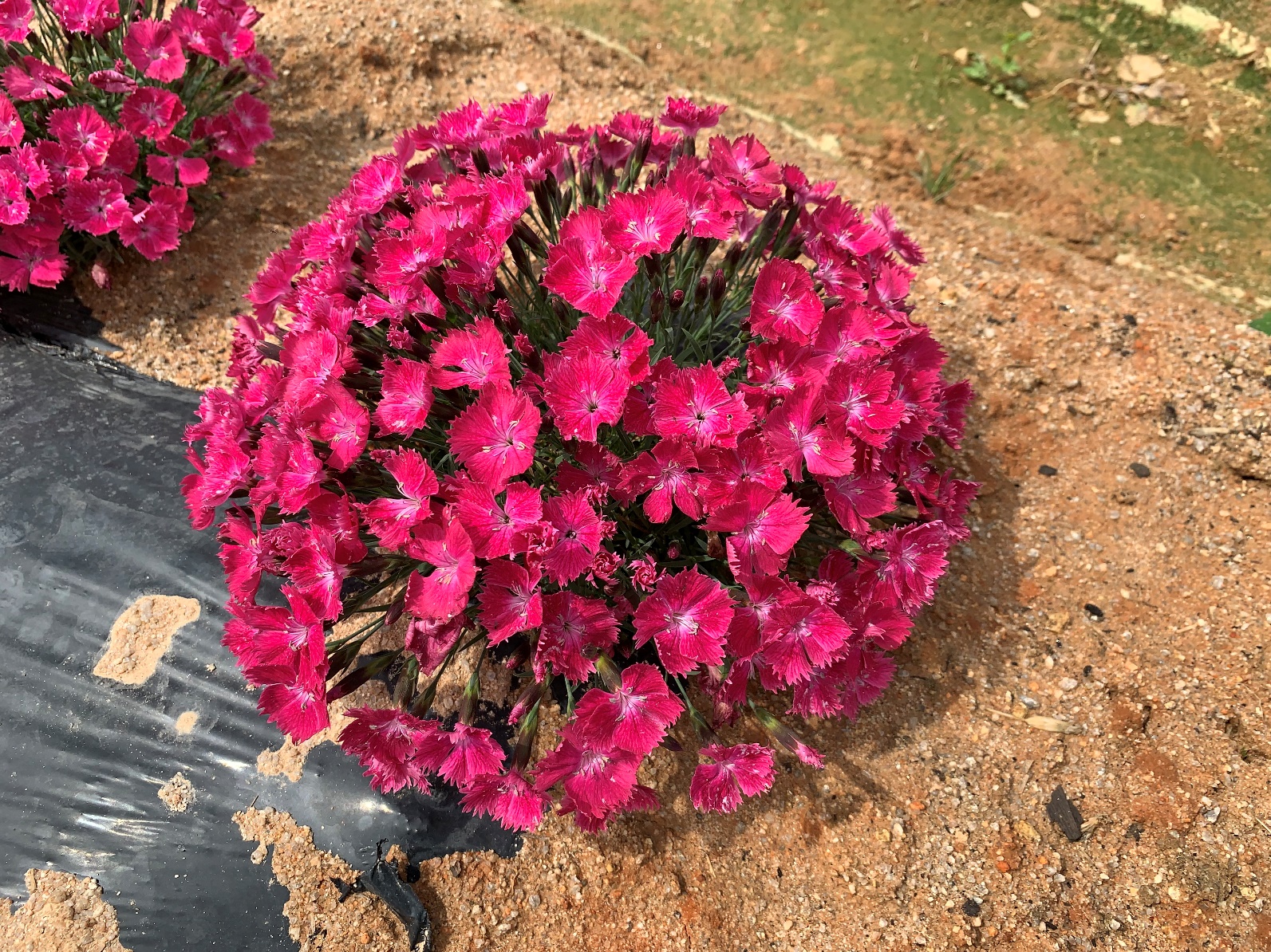 Dianthus-Evergreen Grass Red_02.jpeg