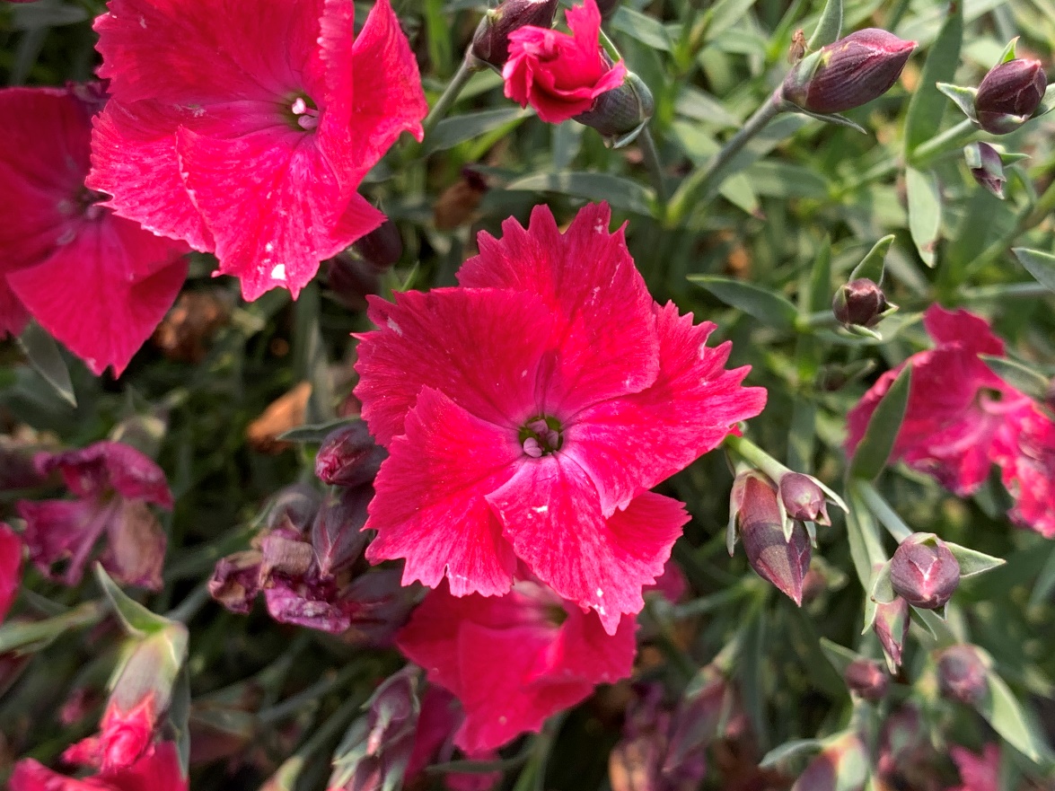 Dianthus-Evergreen Grass Red_01.jpeg