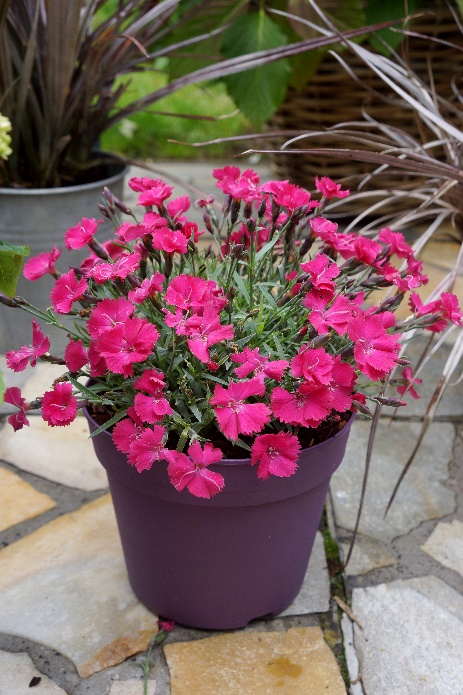 Dianthus-Vivid Bright Light_04.jpeg