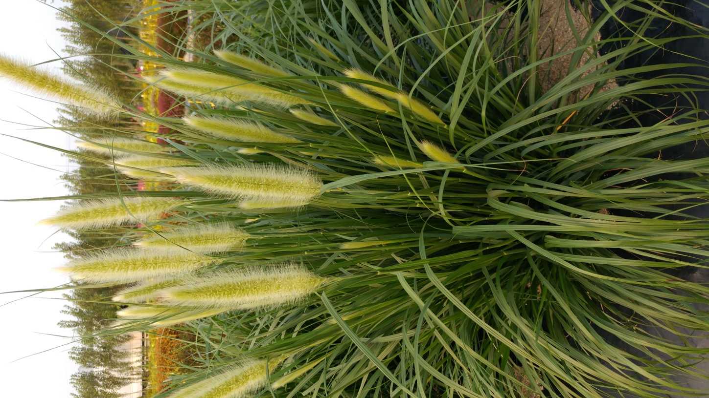 Pennisetum alopecuroides-Giant Brush_02.jpeg