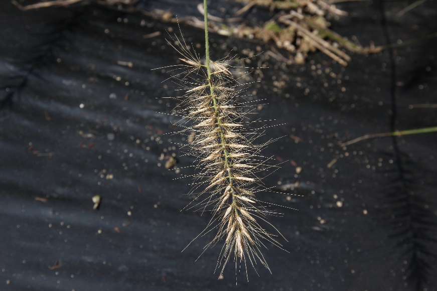 Pennisetum alopecuroides-Drill Brush_01.jpeg