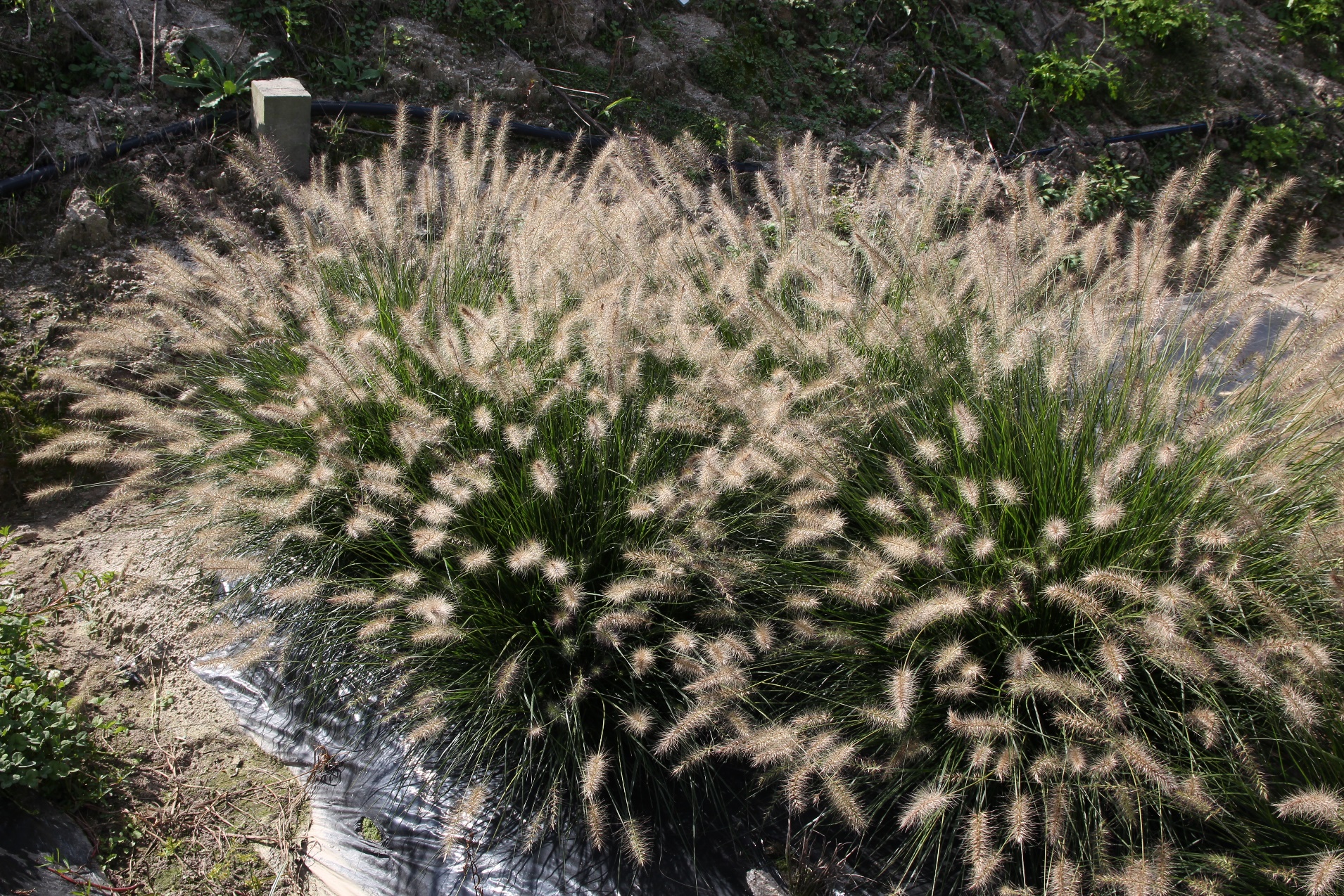 Pennisetum alopecuroides-Drill Brush_02.jpeg