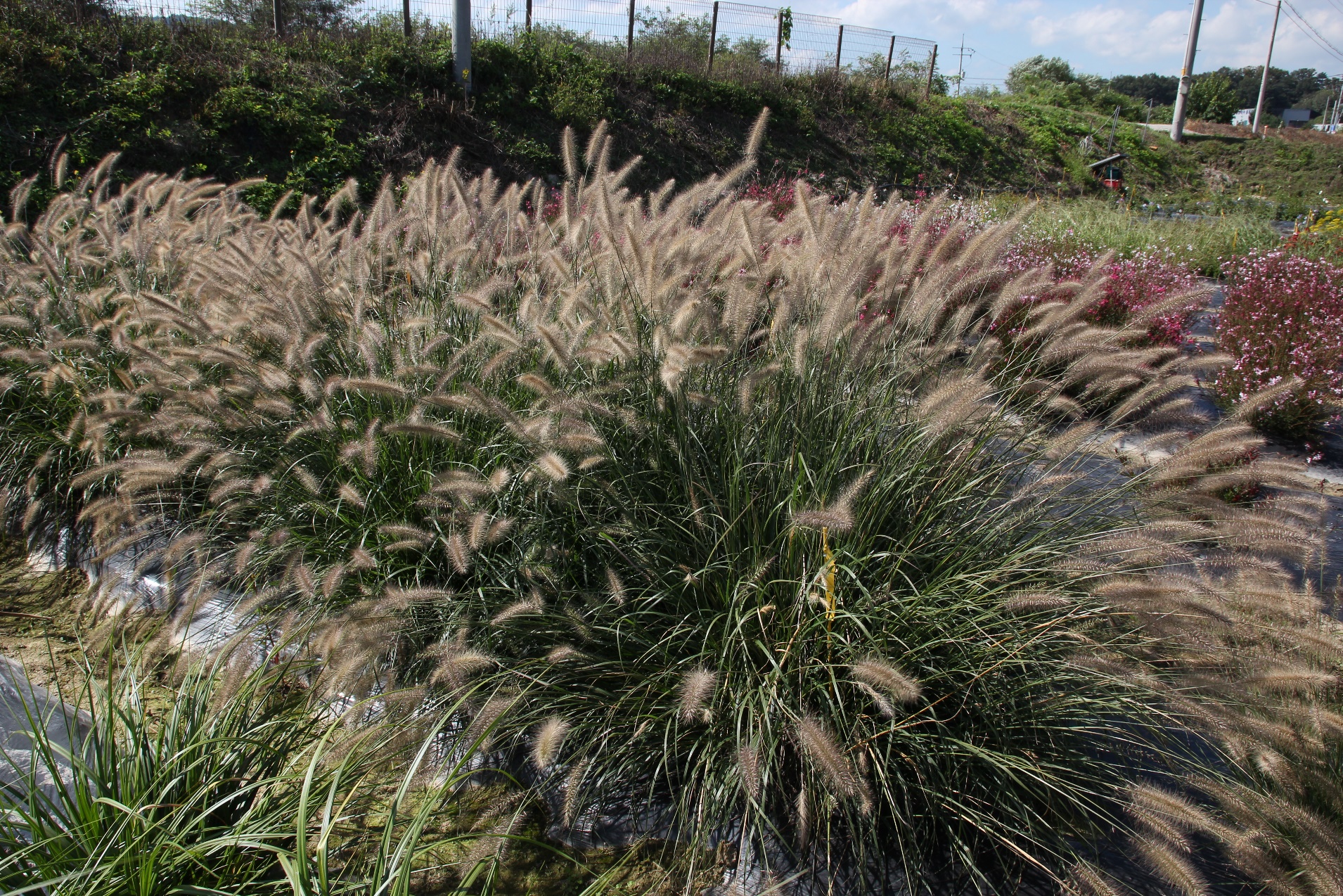 Pennisetum alopecuroides-Bottle Cleaning Brush_02.jpeg