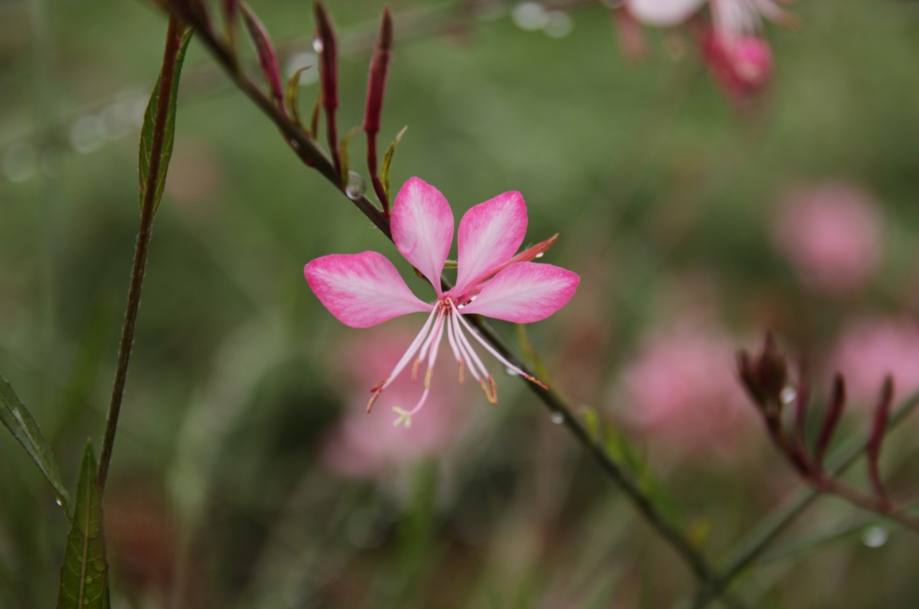 Gaura lindheimeri-Red Dragonfly_01.jpeg