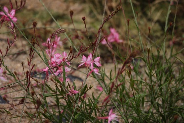 Gaura lindheimeri-Red Dragonfly_04.jpeg