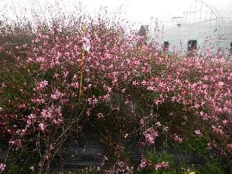 Gaura lindheimeri-Red Dragonfly_03.jpeg