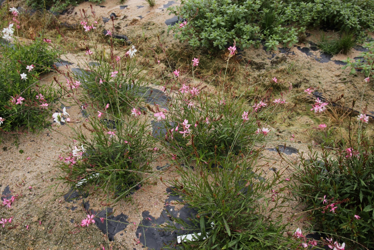 Gaura lindheimeri-Red Dragonfly_02.jpeg